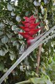 HELICONIA caribae. Caraïbe. 3-4m